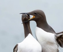 В конце декабря подвели итоги конкурса Comedy Wildlife Photography Awards 2025 - самых забавных фотографий дикой природы