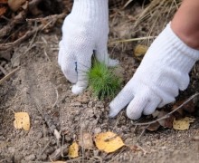 Всероссийская акция «Сохраним лес» состоится 6 сентября в Заречном