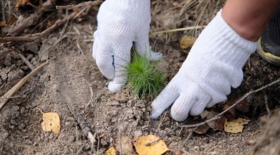 Всероссийская акция «Сохраним лес» состоится 6 сентября в Заречном