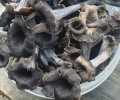 Продам чёрные лисички