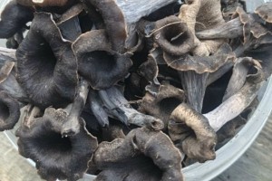 Продам чёрные лисички