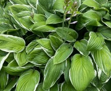 Продам разбитое сердцем хосты