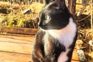 В Заречном разыскивают кота, который ушёл на самовыгул
