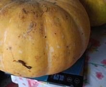 Тыквы в продаже: 40 рублей за килограмм
