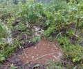 Заречный под водой: как дождливое лето изменило жизнь города и окрестностей