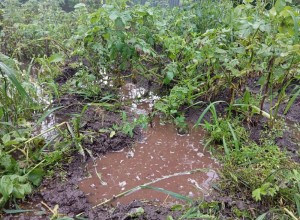 Заречный под водой: как дождливое лето изменило жизнь города и окрестностей