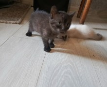 Отдам котят в добрые руки