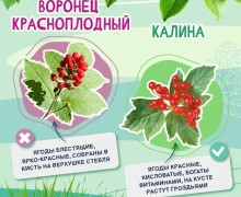 В Свердловской области ежегодно фиксируются отравления ягодами и грибами