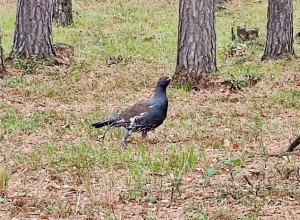 Глухарям понравилось жить в Заречном