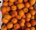 Нектарин, персик, абрикос — продажа ящиками