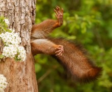 В конце декабря подвели итоги конкурса Comedy Wildlife Photography Awards 2025 - самых забавных фотографий дикой природы