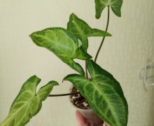 Продам комнатные растения