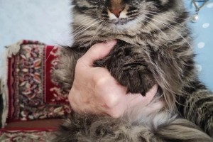 Отдам кошку в добрые руки