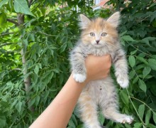 Помогите пристроить кошку с котятами
