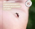 Дирофиляриоз: редкое паразитарное заболевание, передающееся через укусы комаров