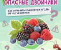 В Свердловской области ежегодно фиксируются отравления ягодами и грибами