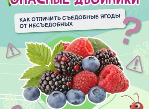 В Свердловской области ежегодно фиксируются отравления ягодами и грибами