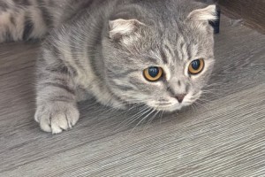Найдена кошечка в красном ошейнике