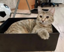 Кошка Леся из Заречного ищет новый дом