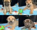 Малыши ищут дом и заботливые ручки