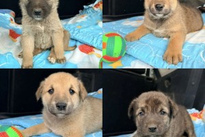Малыши ищут дом и заботливые ручки