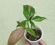 Продам сингониумы и строманту