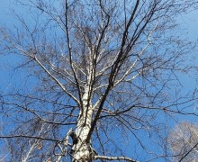 Все ли зареченские деревья пережили прошлогодние благоустройства?