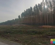 Почему так много леса вырубили на большом перекреётске?