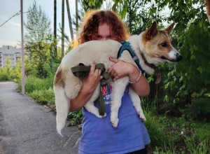 Волонтёры из Заречного обучают собак из приюта хорошим манерам в академии «Мокрый нос»