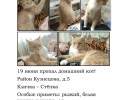 В Заречном разыскивают пропавшего кота Стёпку