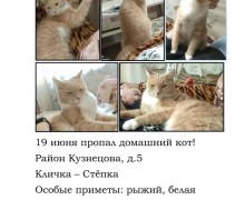 В Заречном разыскивают пропавшего кота Стёпку