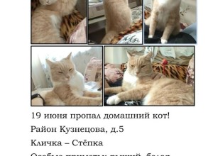 В Заречном разыскивают пропавшего кота Стёпку