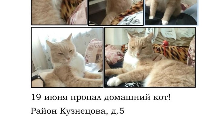 В Заречном разыскивают пропавшего кота Стёпку