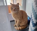 Потерялся рыжий кот Марсик