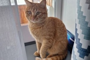Потерялся рыжий кот Марсик