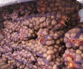 Продажа картофеля, лука и моркови урожая 2026 года