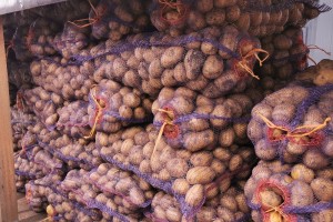 Продажа картофеля, лука и моркови урожая 2026 года