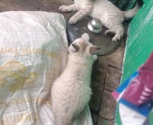 Котята ищут дом