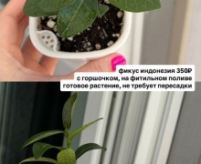Названия и цены на фото