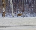 Сегодня утром по дороге на Белоярскую АЭС была замечена лиса