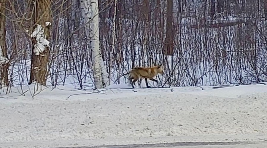 Сегодня утром по дороге на Белоярскую АЭС была замечена лиса