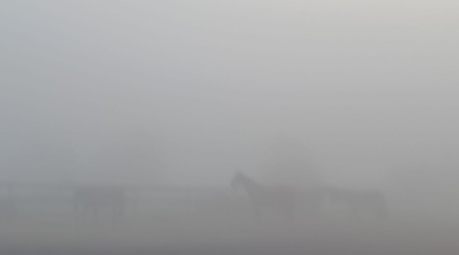 В понедельник Заречный и близлежащие деревни сёла накрыл туман