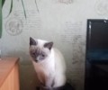 Сима ищет дом: кошке около года, нужна забота