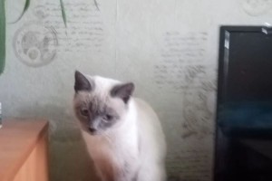 Сима ищет дом: кошке около года, нужна забота