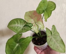 Продам комнатные растения