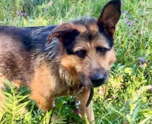 Марта из Первоуральского приюта ищет заботливого хозяина