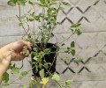 Продам саженец Котовника