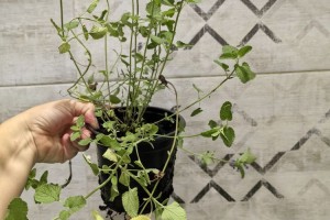 Продам саженец Котовника
