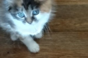 Отдаются в хорошие руки кошечки