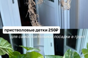 Алоказия Одора батик вариегатная